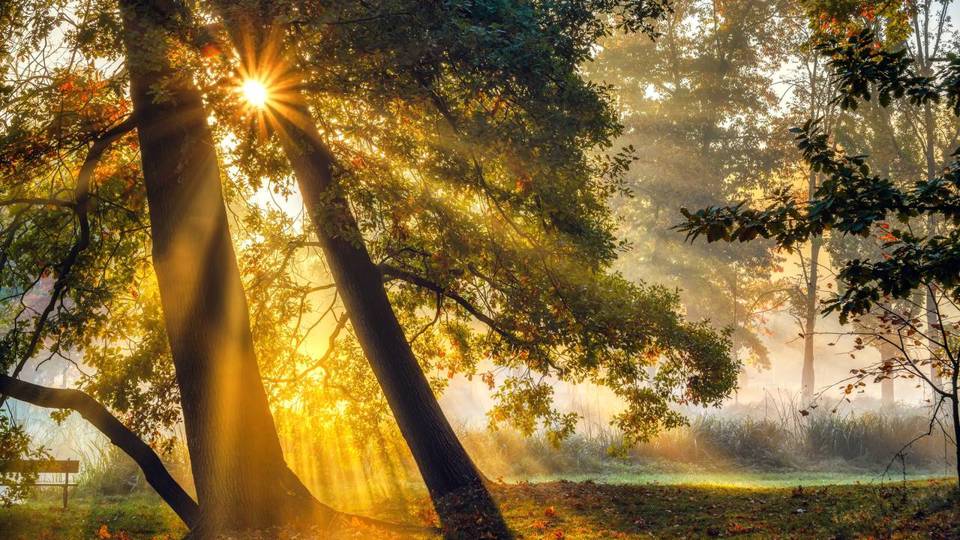 Golden sunbeams shining through a misty forest at dawn between tall tree trunks